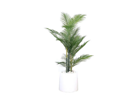 Areca Palm Tree