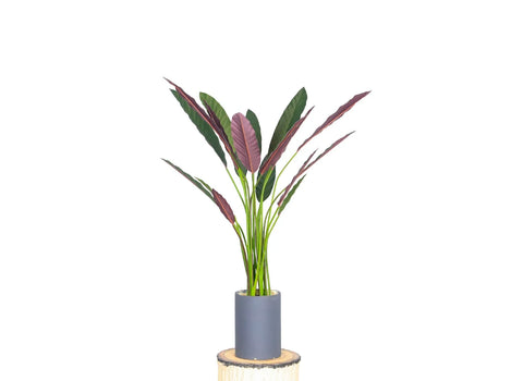 Calathea Makoyana