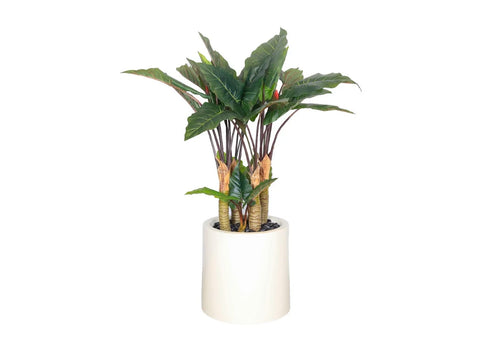 Calathea Rufibarba Tree