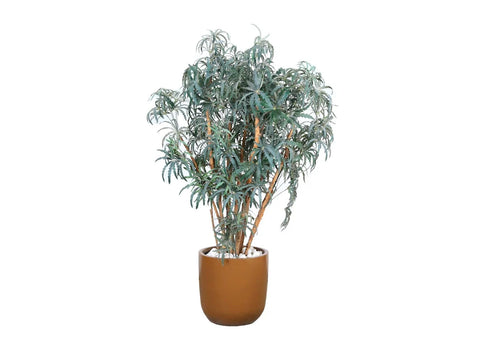 Ficus Binnendijkii Tree