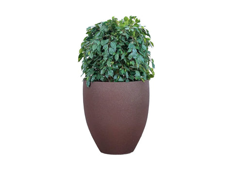 Ficus Topiary