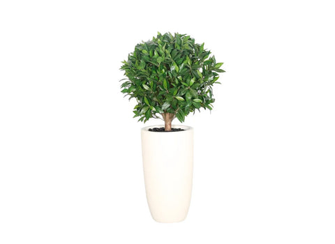 Green Leaf Topiary