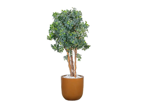 Green Schefflera Tree