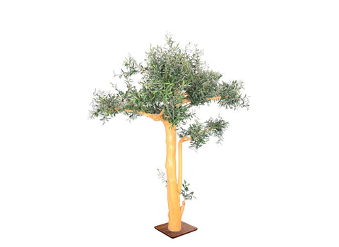 Olive Tree