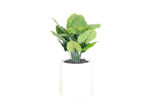 Philodendron