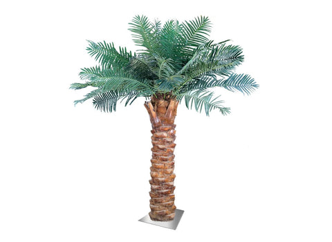 Date Palm Tree