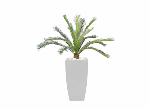 Cycas Tree