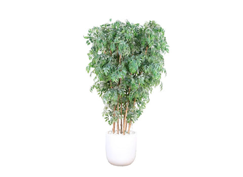 Ficus Tree Style 2