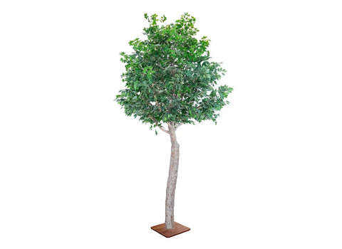 Ficus Tree
