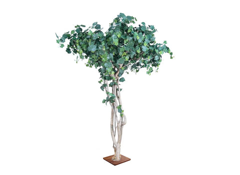 Grape Tree