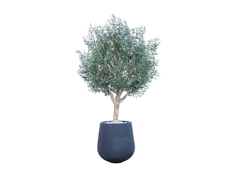 Olive Tree Style 5