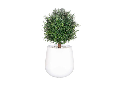 Olive tree - Style 4