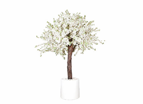 White Cherry Blossom Tree